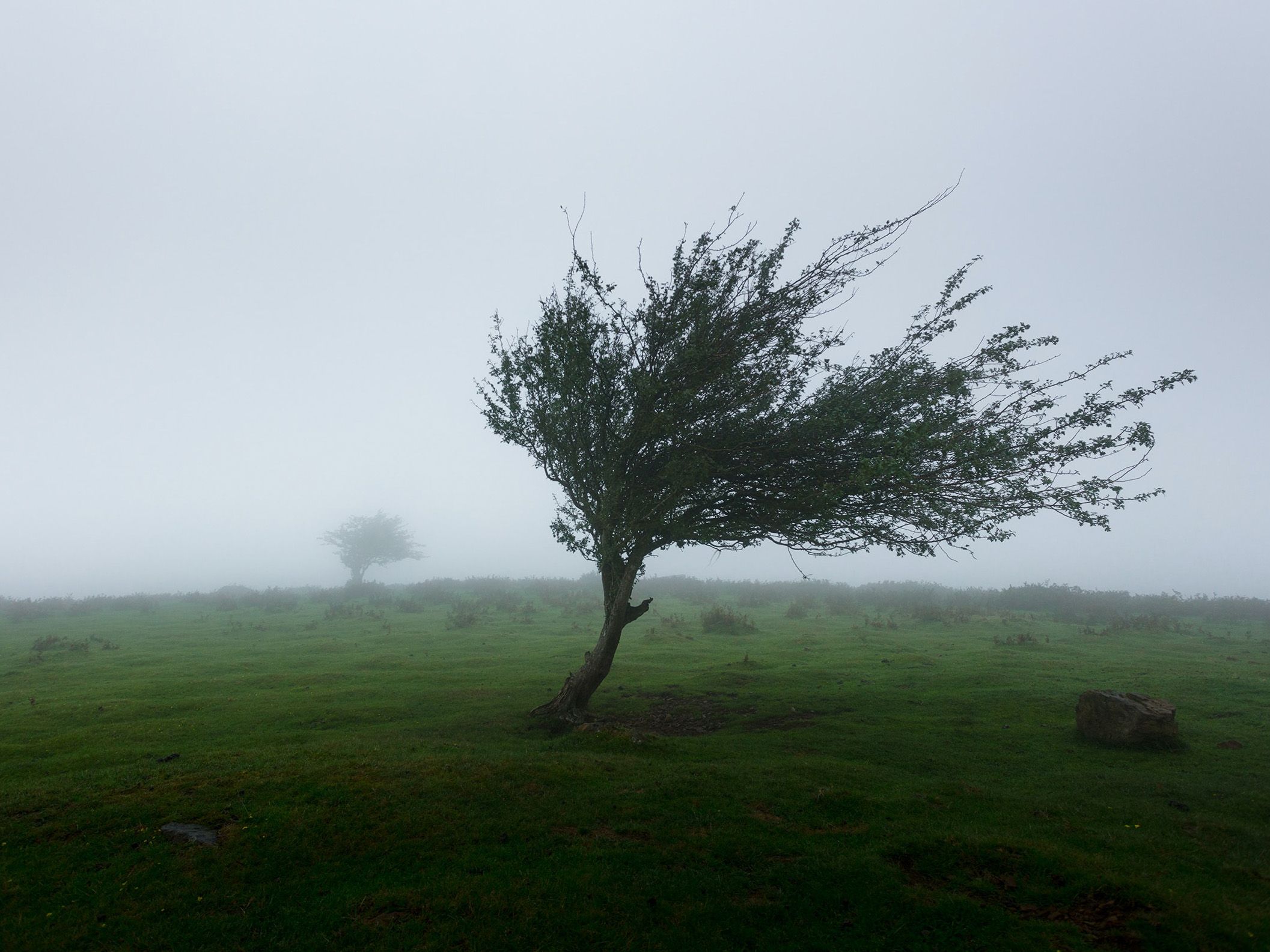 In a field of medium-high and lush grass, there is a cypress tree in focus. The tree is bent from the force of the wind. Another cypress tree can be seen in the distance